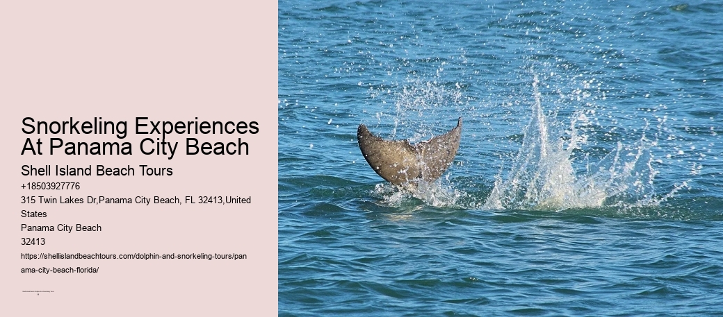 Snorkeling Experiences At Panama City Beach