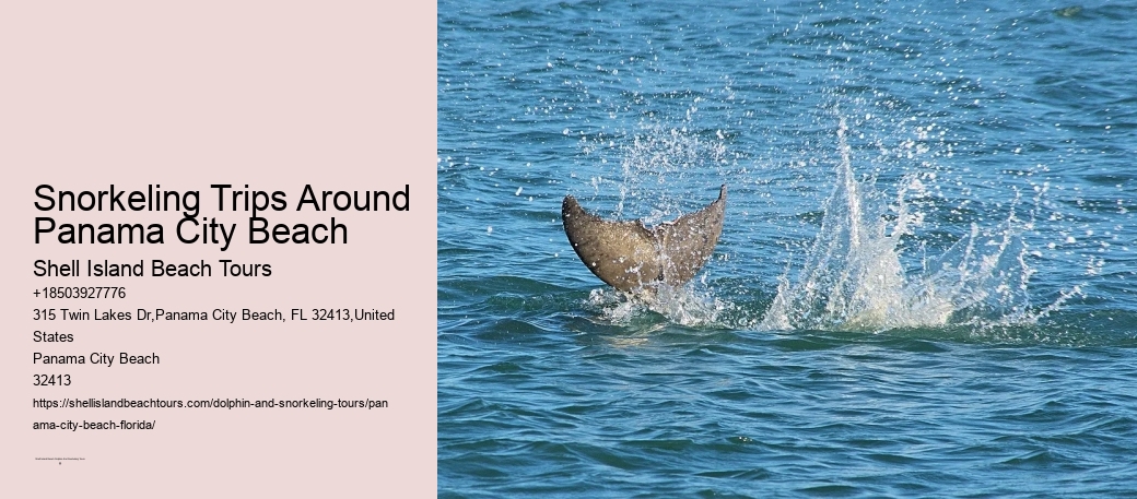 Snorkeling Trips Around Panama City Beach