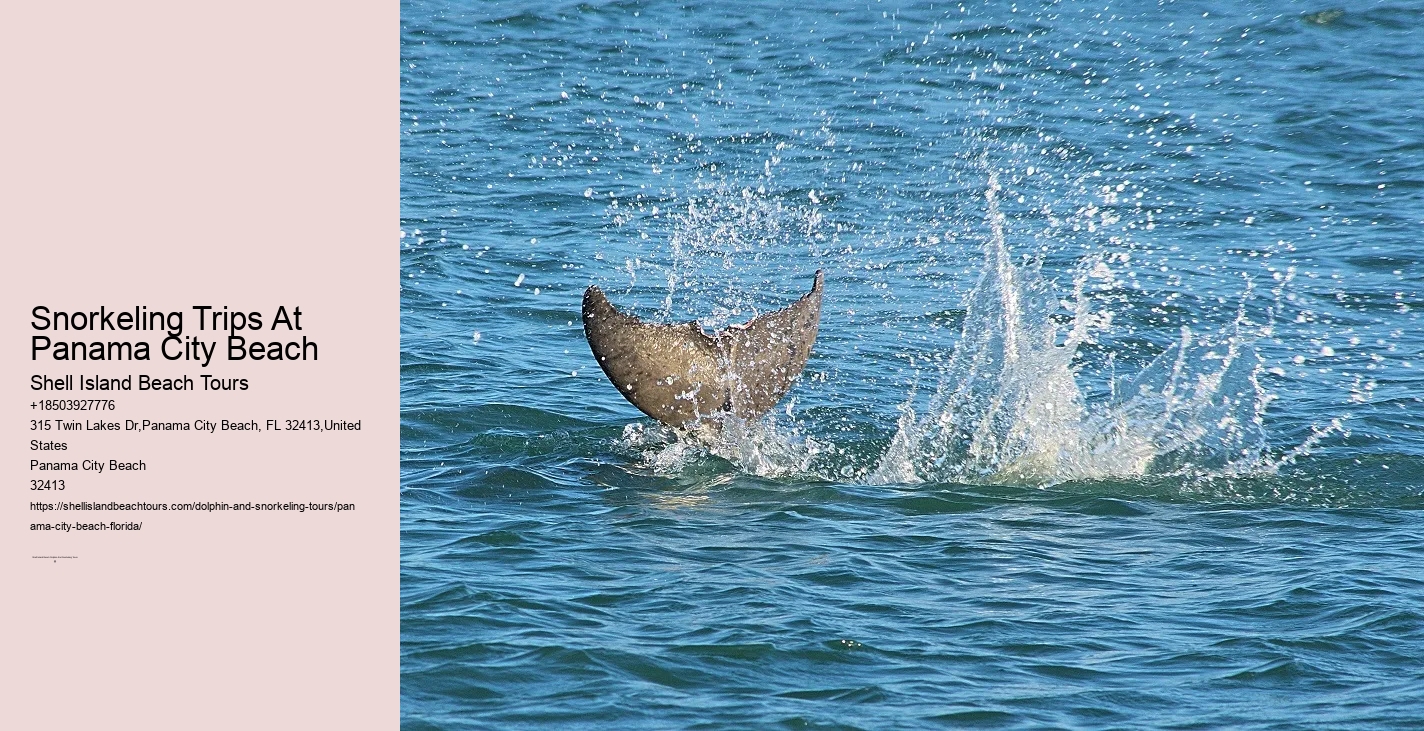 Snorkeling Exploration Tours Pcb